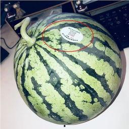 吃瓜网红学校,校园风云录