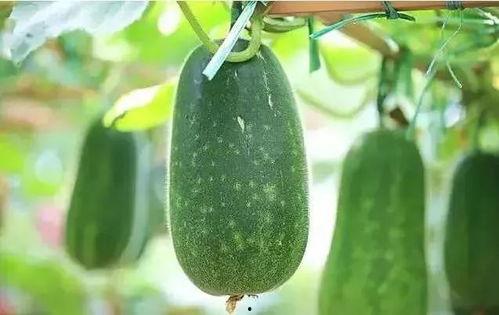 5米吃瓜网,网络舆论场的新势力