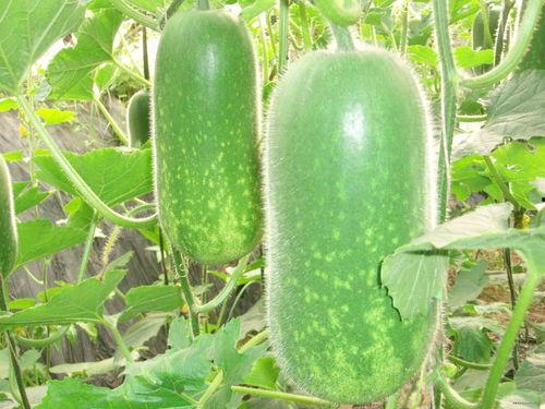 张露文吃瓜网官方,娱乐圈幕后真相大曝光！