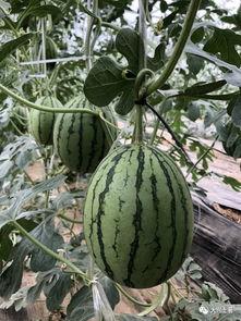 网红吃瓜渠道,幕后真相大曝光！