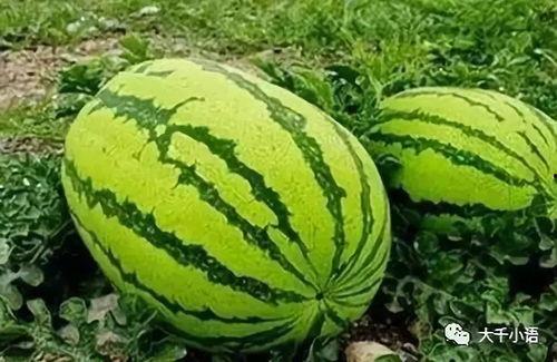 康乐网红吃瓜视频大全集