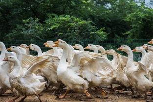 八鹅吃瓜菌娱乐圈,娱乐圈风云录