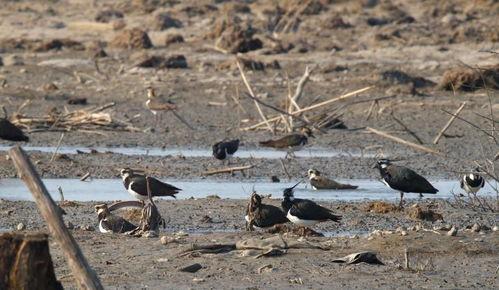 娱乐吃瓜遛鸟大师是谁啊,网络红人的传奇故事